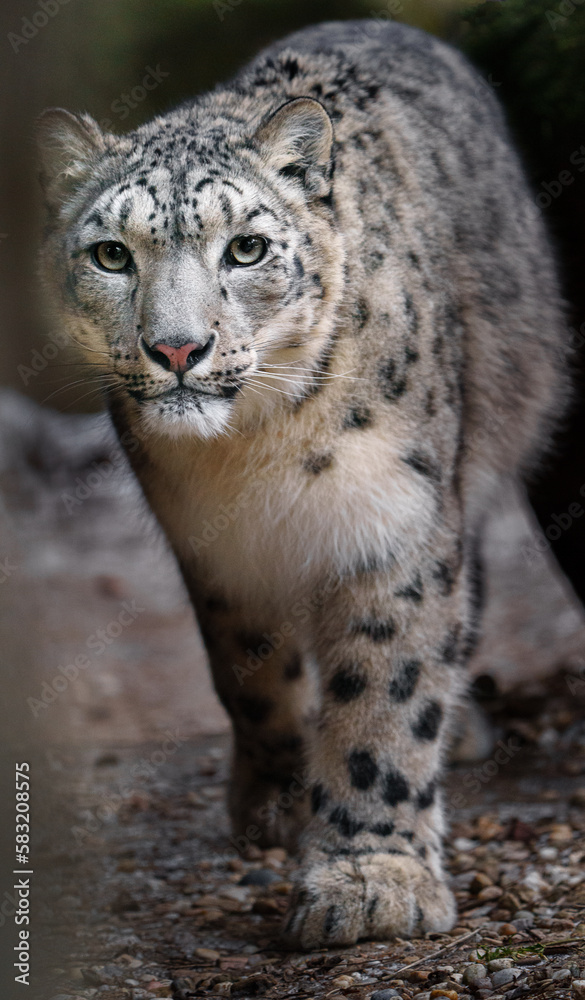 Snow leopard Snow leopard