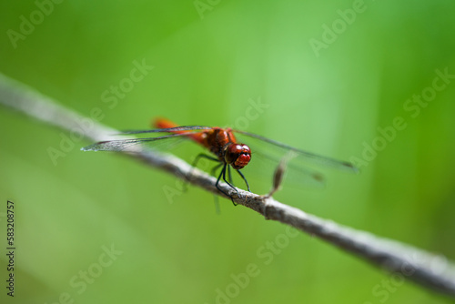 dragonfly © Ordasi  Tatyjana