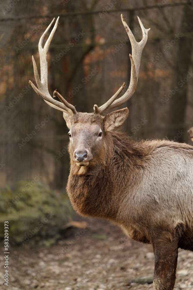 Altai wapiti