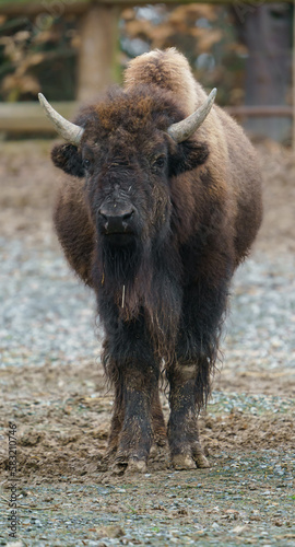 American bison