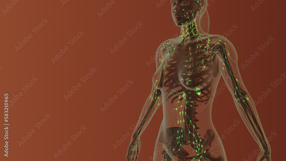 Female lymphatic system medical concept