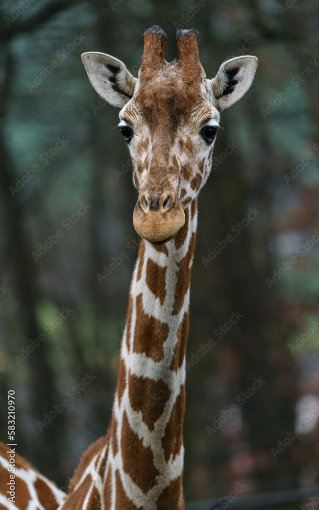 Fototapeta premium Giraffe