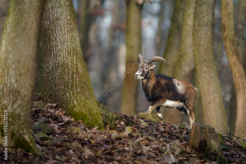 Mouflon © Josef