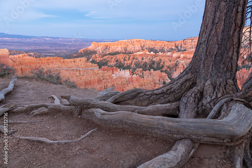 Roots of old tree Bristlecone Pine with aerial sunset view of massive hoodoo sandstone rock formations, Bryce Canyon National Park, Utah, USA. Close up view of tree trunk in natural amphitheatre