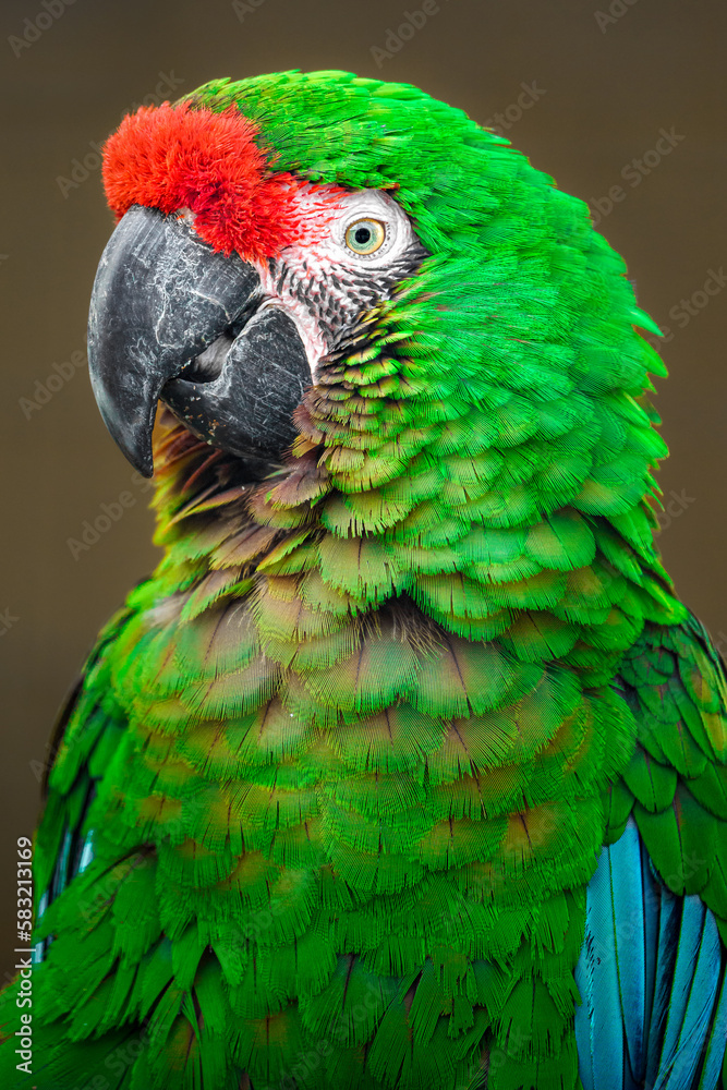 Mexican military macaw