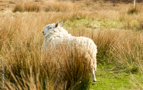 Schaff auf Schottischer Wiese