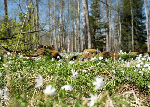 wood anemone spring flowers in the forest