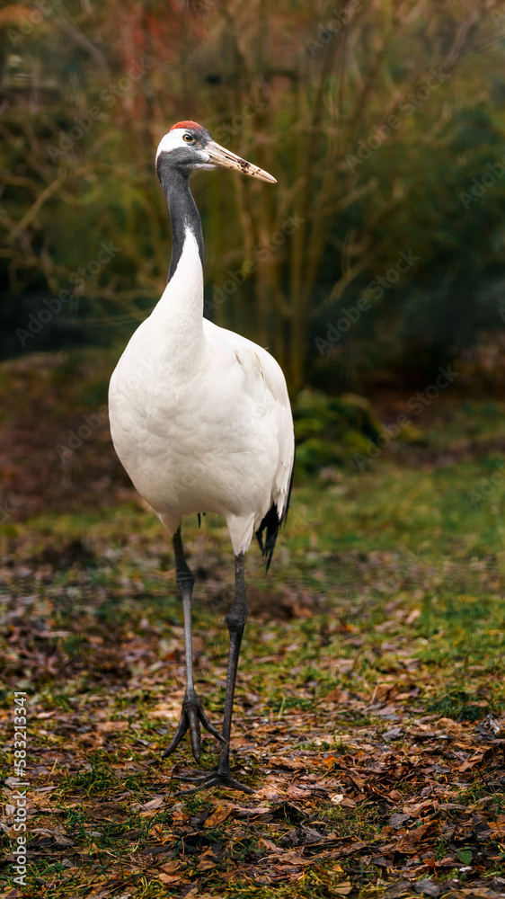 Red crowned crane
