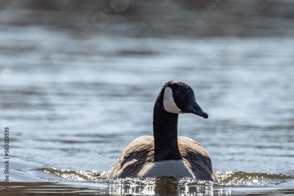 Fototapeta premium Close-up of Canada Goose swimming toward camera.