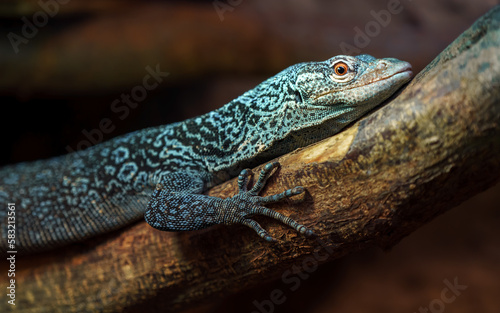Blue spotted tree monitor