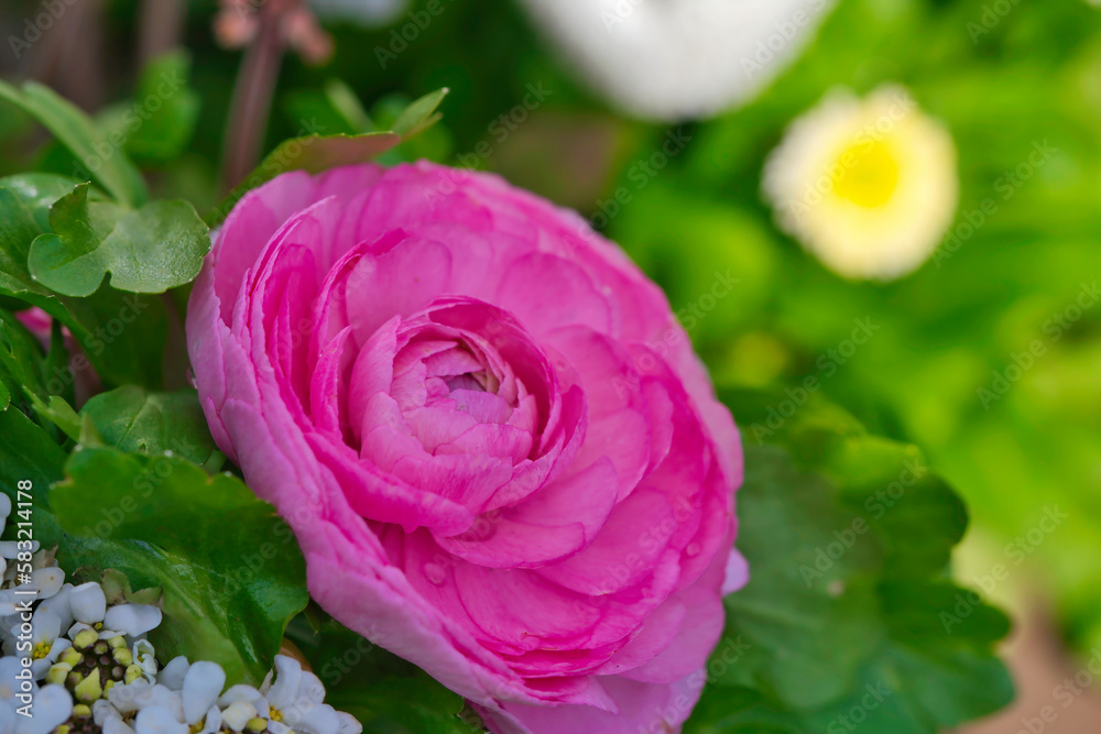 closeup of a flower of Ranunculus asiaticus , family Ranunculaceae, macro photo closeup of a flower of Ranunculus asiaticus , family Ranunculaceae, macro photo