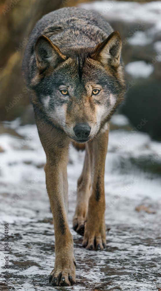 Grey Wolf Grey Wolf