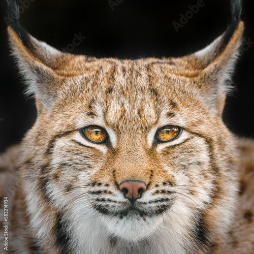 Eurasian lynx photo