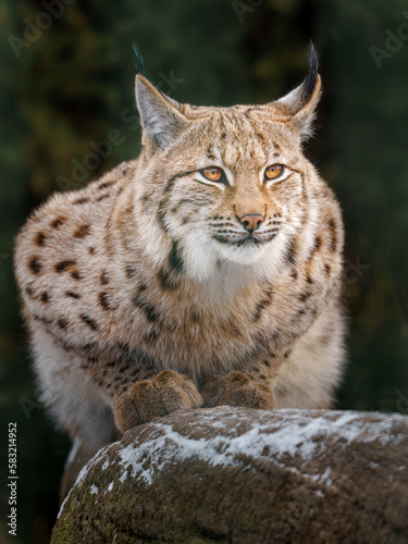 Eurasian lynx © Josef