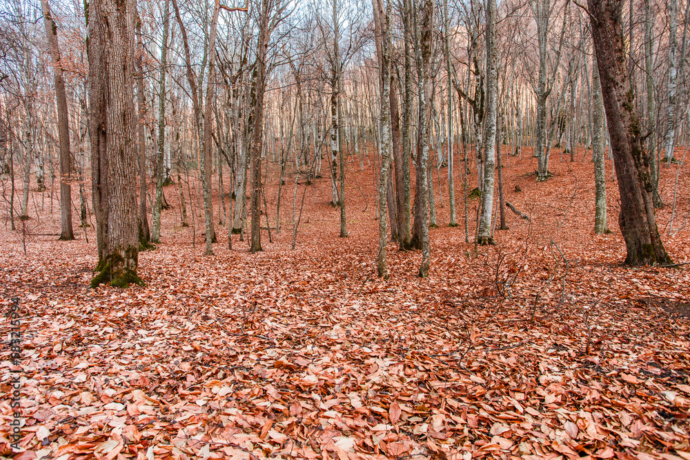 Autumn forest and fallen dry red leaves on ground