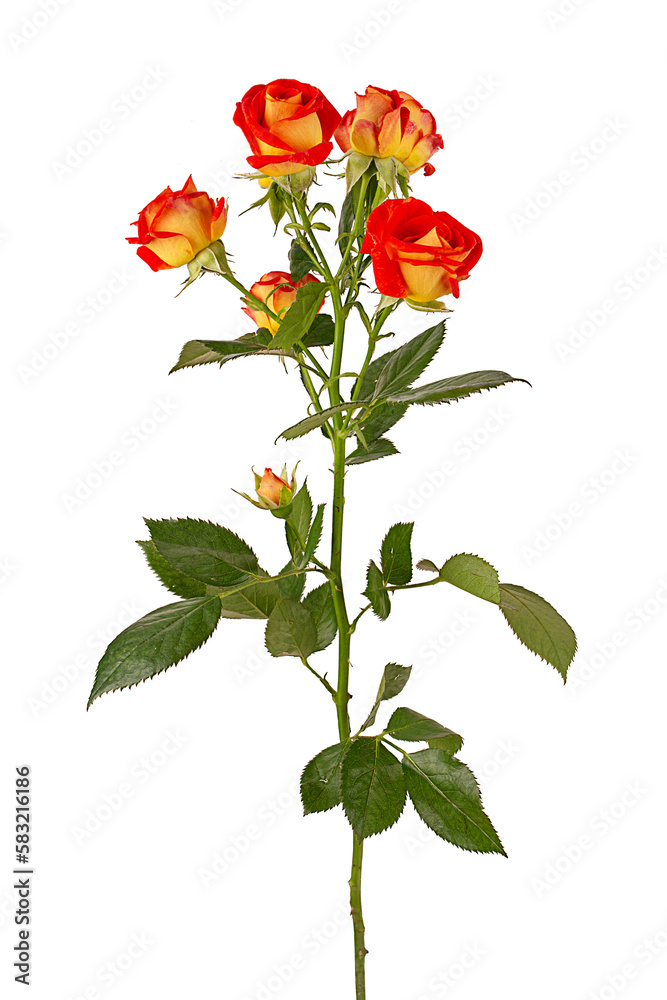 Bush rose bouquet