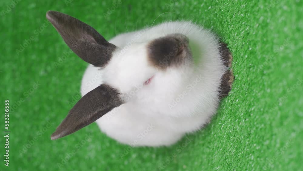 Childrens hand feeding cute little chewing white bunny sitting on the green grass. Soft focus. Childrens hand feeding cute little chewing white bunny sitting on the green grass. Soft focus.