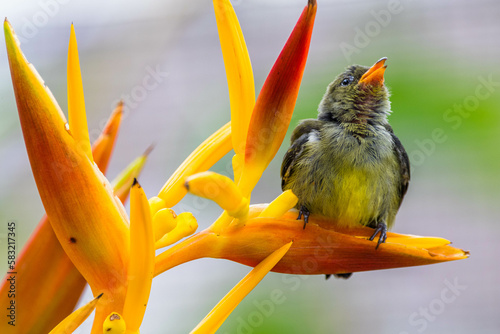 The scarlet-backed flowerpecker (Dicaeum cruentatum) photo