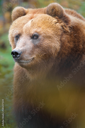 Kamchatka brown bear