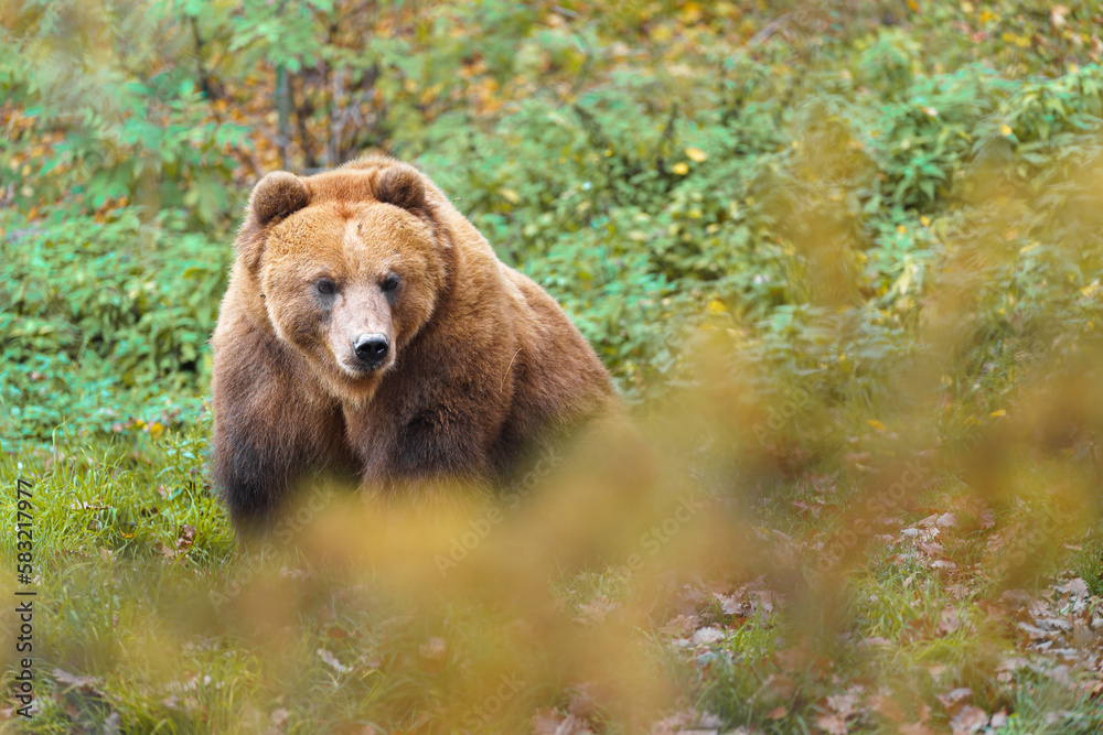 Kamchatka brown bear Kamchatka brown bear