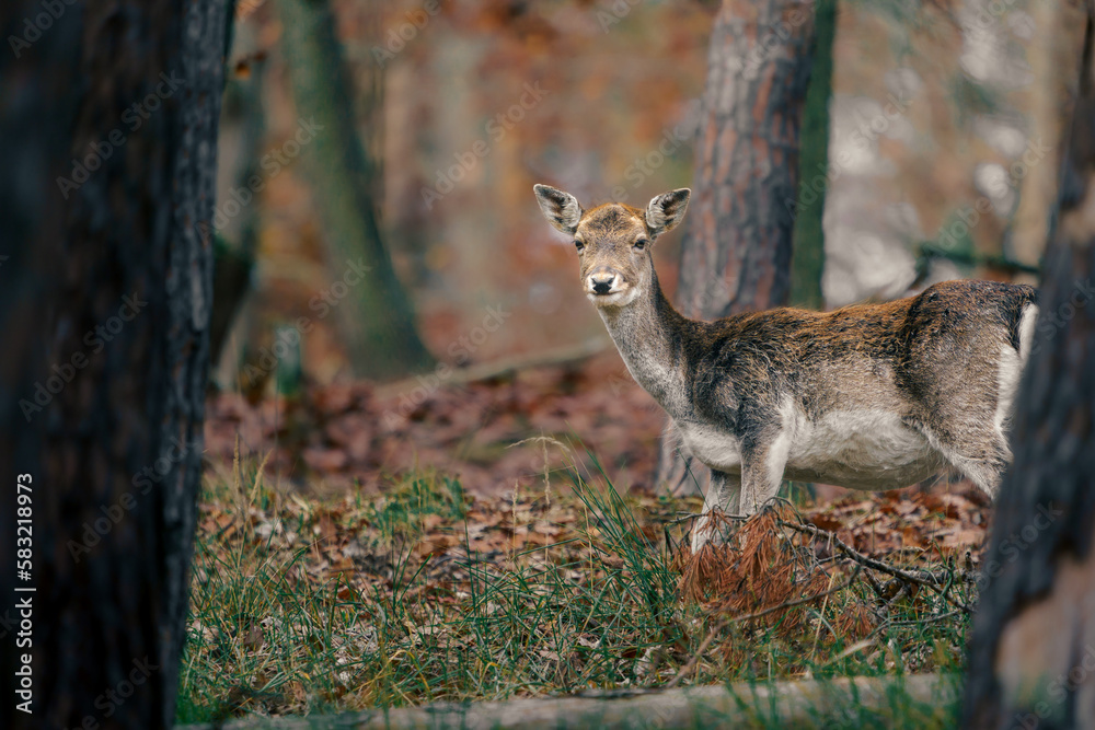 European fallow deer European fallow deer