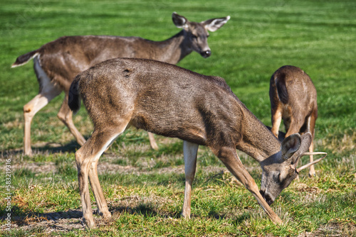 Three deer on a green meadow in a sunny day