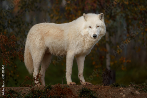 Arctic wolf