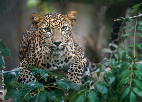 Sri lankan leopard © Josef