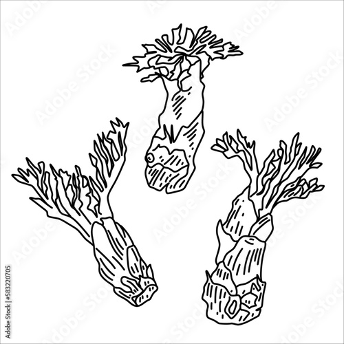 This illustration is Dooreup. It is a vegetable that is eaten in spring in Korea.Fatsia Sprouts.Vector illustration.