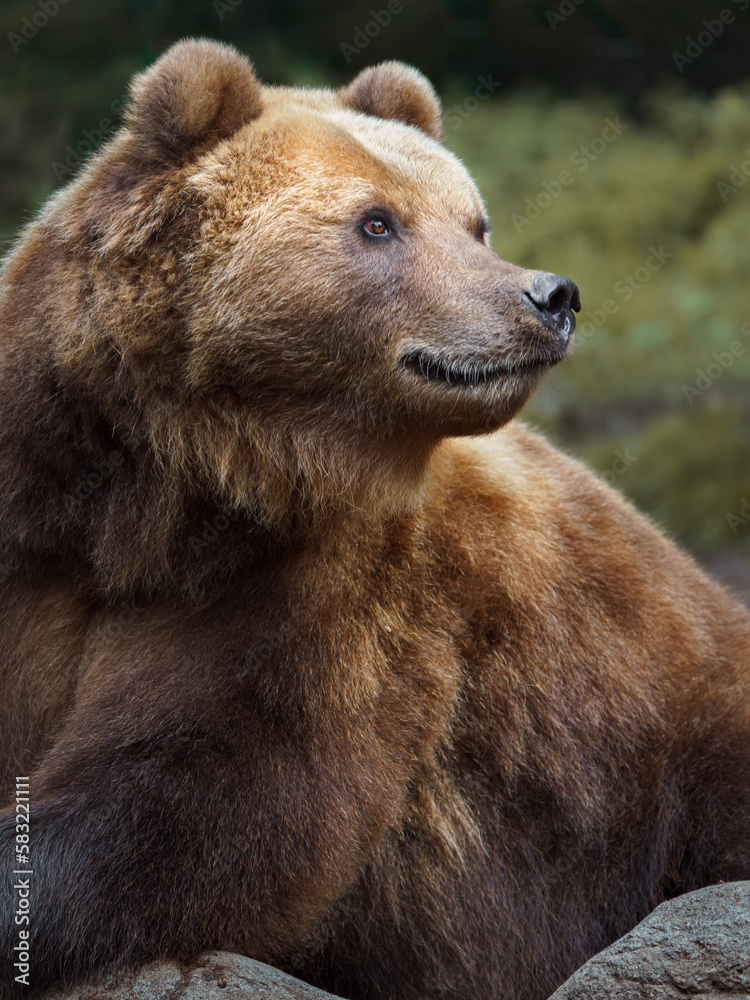 Kamchatka brown bear