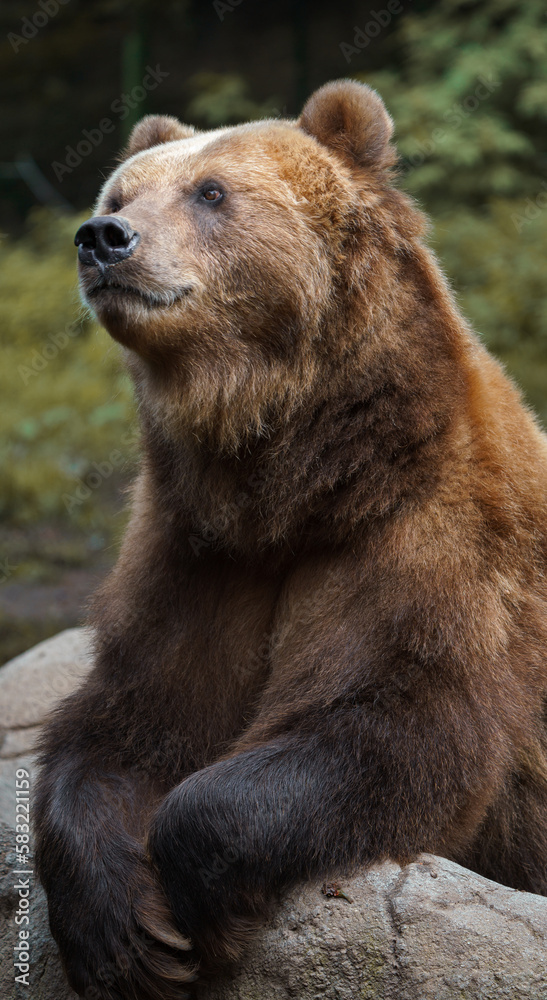 Fototapeta premium Kamchatka brown bear