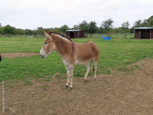 Zonkey photo