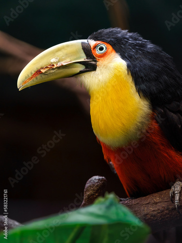 Green-billed toucan