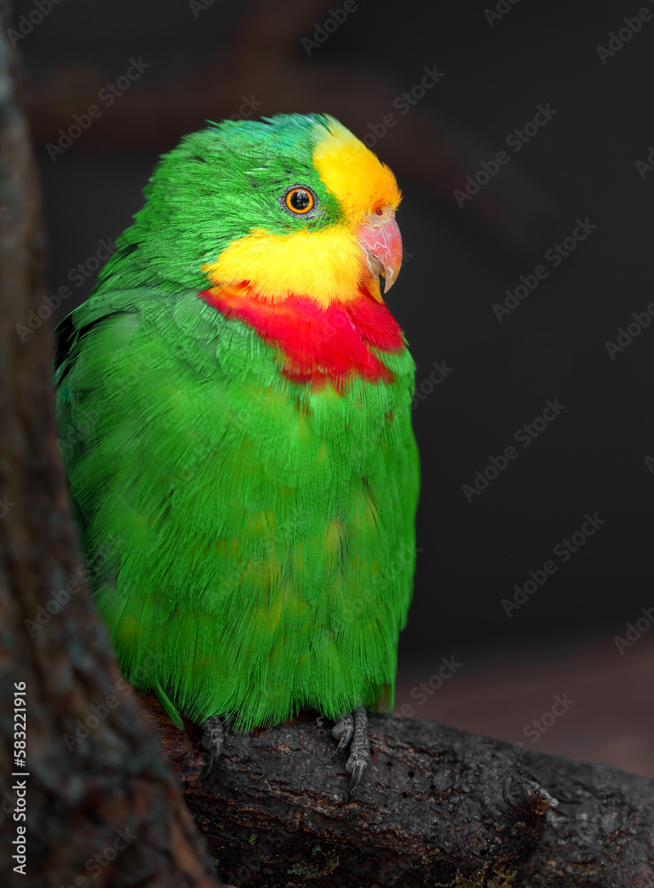 Superb parrot