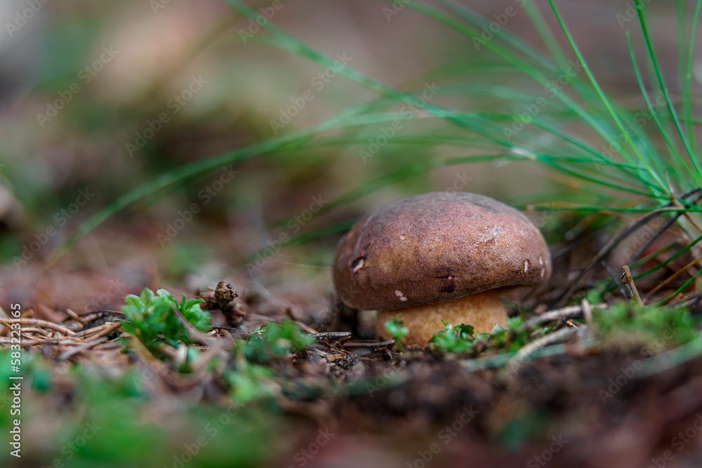 Boletus in forest Boletus in forest