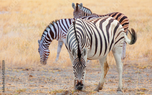 Zebra standing in yellow grass on Safari watching  Africa savannah - Etosha National Park  Namibia