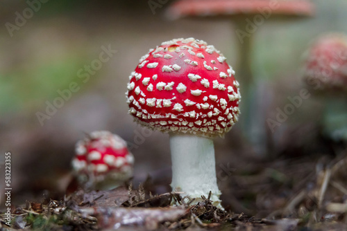 Fly agaric in forest