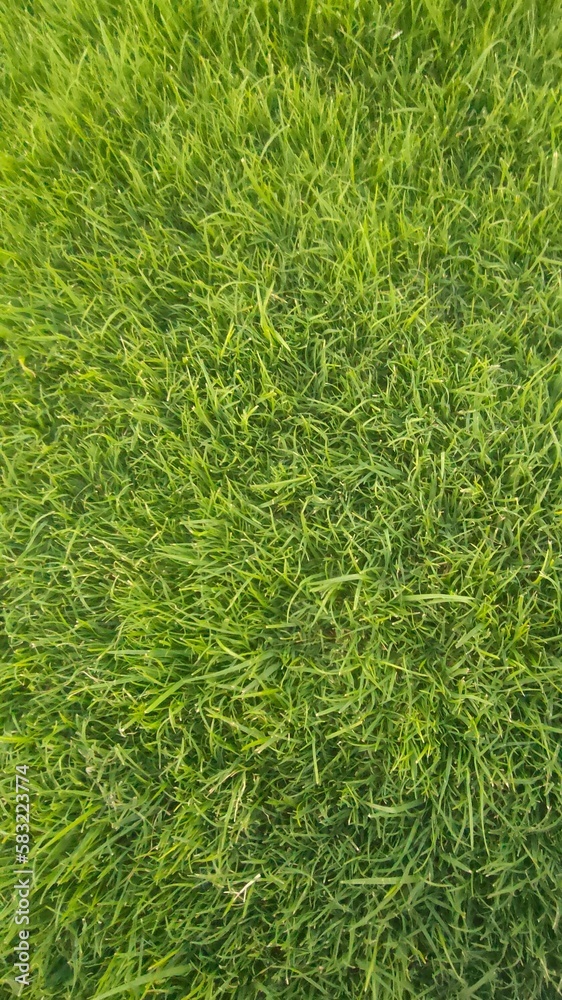 green grass background green grass background