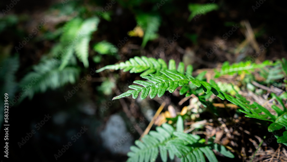 Fern Leaf in the Forest