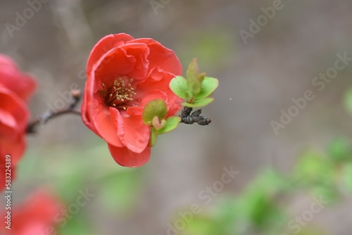 Flowering quince ( Chaenomeles speciosa ) flowers. Rosaceae deciduous shrub. Colorful flowers bloom from March to April.