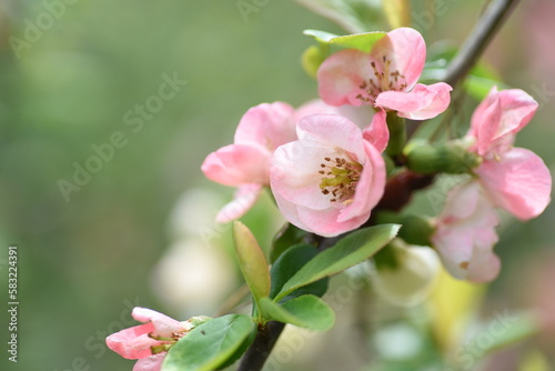 Flowering quince ( Chaenomeles speciosa ) flowers. Rosaceae deciduous shrub. Colorful flowers bloom from March to April. photo