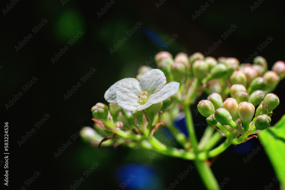 Spring flower close-up. macro with blurred background Spring flower close-up. macro with blurred background