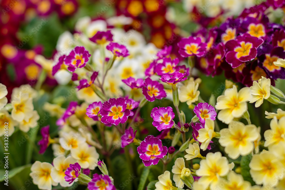 Obraz premium Multicolor Primrose (primula vulgaris) first flower blossoming. Hence name primrose or primula. Colorful perennial primroses flowers in spring garden