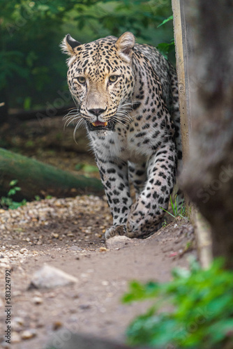 Persian leopard © Josef