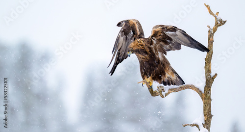 Golden eagle (Aquila chrysaetos) in snow in Hallingdal, Norway
