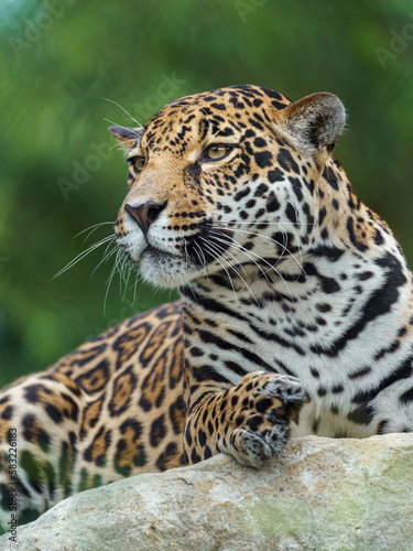 Fototapeta Naklejka Na Ścianę i Meble -  Jaguar