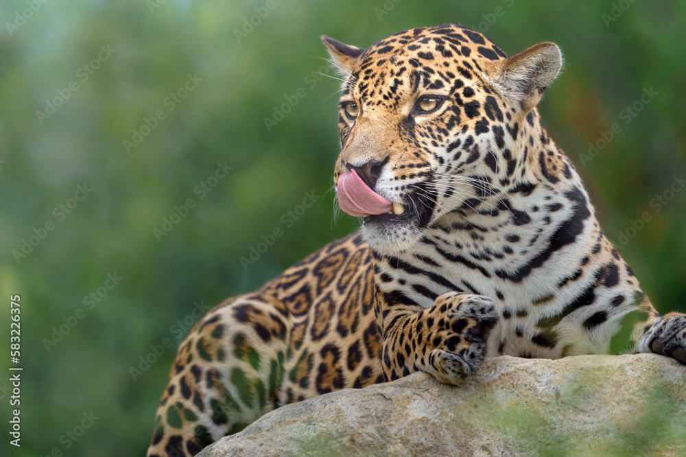 Jaguar Jaguar