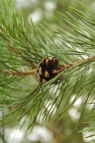 pine green tree branch with cones. 