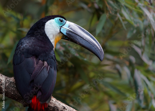 Channel-billed toucan © Josef