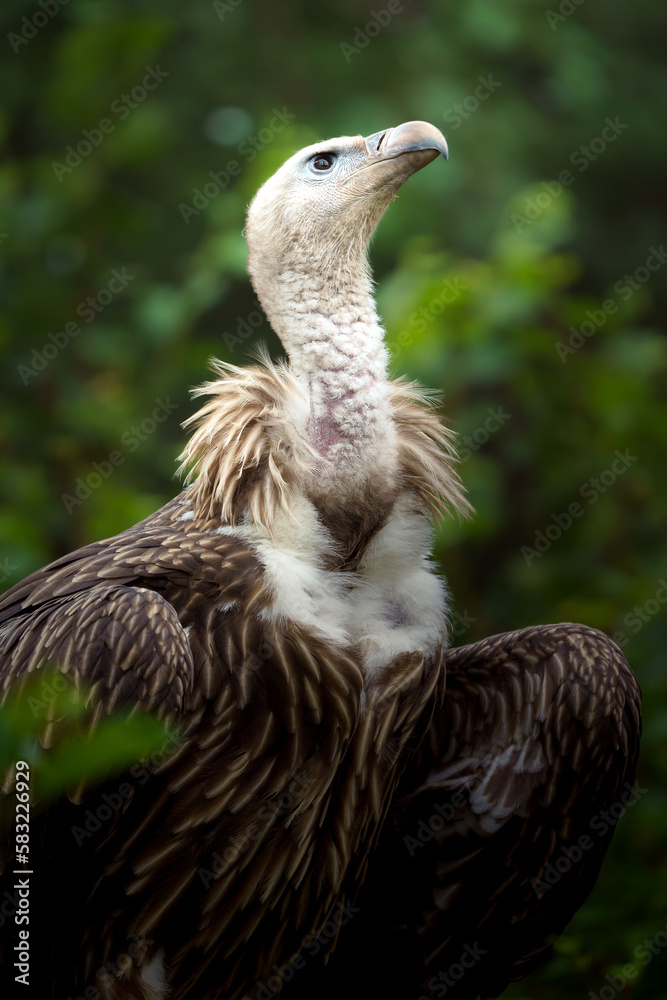 Griffon vulture